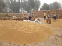 बिहार सरकार ने बढ़ाई धान खरीद की सीमा, सीएम नीतीश बोले- खरीद बहुत अधिक होने की उम्मीद