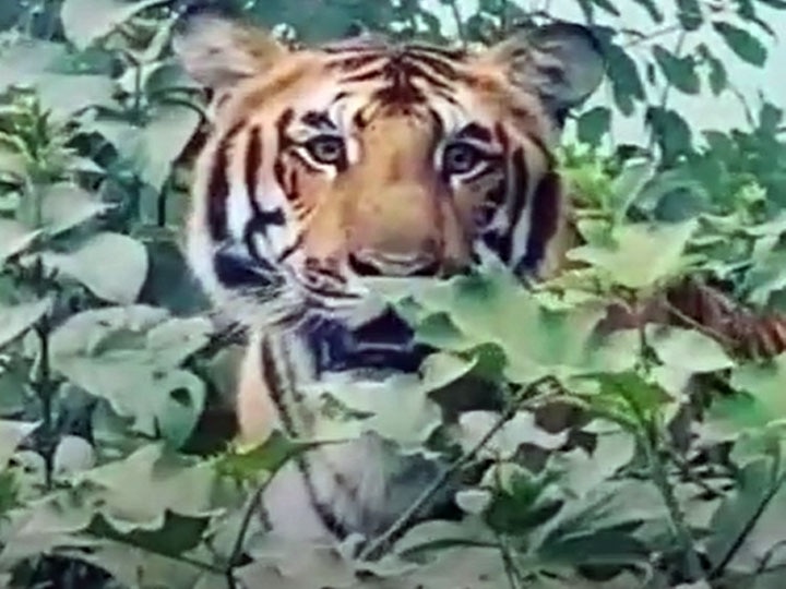 Bihar: The death of a tigress who killed three people, was around 14-15 years old बिहार: तीन लोगों की जान लेने वाली बाघिन की हुई मौत, 14-15 साल के करीब थी उम्र