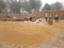 सरकार ने MSP पर खरीदा 368.7 लाख टन धान, किसानों को हुआ 39.92 लाख का फायदा