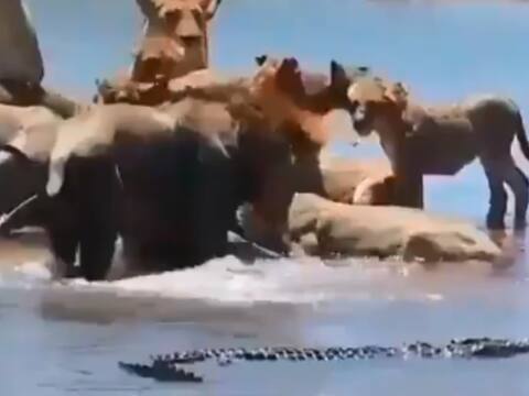 Viral Video: शिकार खाने में मस्त था शेर फिर अचानक पहुंच गया मगरमच्छ, जानिए फिर क्या हुआ Viral Video: शिकार खाने में मस्त था शेर फिर अचानक पहुंच गया मगरमच्छ, जानिए फिर क्या हुआ