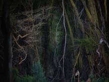 Nature Photographer of the Year 2020: जानिए इस साल किसे मिला ये खिताब