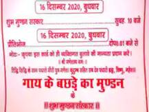 संतान सुख नहीं मिला तो गाय के बछड़े को बना लिया अपना बच्चा, ये शख्स अब करने जा रहा है ये बड़ा काम