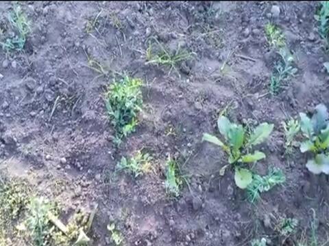 उत्तराखंड: मौसम की बेरुखी से किसान मायूस, बारिश न होने से तैयार नहीं हो पा रही हैं फसलें उत्तराखंड: मौसम की बेरुखी से किसान मायूस, बारिश न होने से तैयार नहीं हो पा रही हैं फसलें