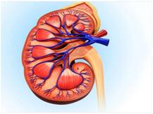 Kidney health: अच्छे स्वास्थ्य के लिए किडनी का सेहतमंद होना है जरूरी, ऐसे कर सकते हैं देखभाल