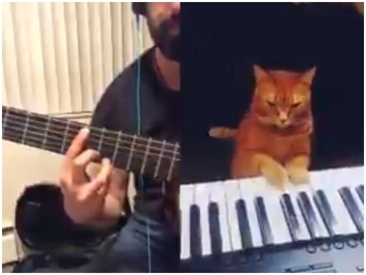 When a cat played the piano and a man made a duet through playing guitar, watch a funny video जब एक बिल्ली ने बजाया पियानो और शख्स ने गिटार बजाकर बनाया ड्यूट, देखें मजेदार वीडियो