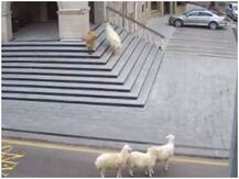 खेत से भागी भेड़-बकरियों ने तुर्की में मचाई हलचल, वायरल हुआ वीडियो