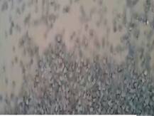 ब्राजील में नदी किनारे 92000 से ज्यादा कछुओं ने लिया जन्म, देखें हैरान कर देने वाला Video