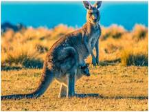 कंगारूओं को भी होती है इंसानों की मदद की जरुरत, रिसर्च में हुआ खुलासा