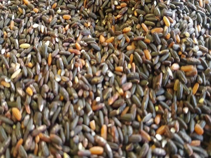 बिहार: रोहतास में 'सुगर फ्री' चावल उपजा रहे किसान, मणिपुर से की है बीज की खरीददारी