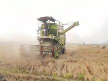 बिहार: रोहतास में 'सुगर फ्री' चावल उपजा रहे किसान, मणिपुर से की है बीज की खरीददारी