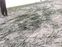 सीएम नीतीश की वजह से किसानों की 85 एकड़ में लगी फसल हुई बर्बाद, जानें- क्या है पूरा मामला?