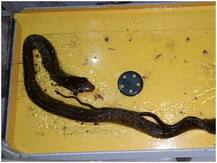 जूलॉजिकल इंस्टीट्यूशन ने किया माउस ग्लू पैड के इस्तेमाल का विरोध, कहा- अन्य जीवों की जान को होता है खतरा