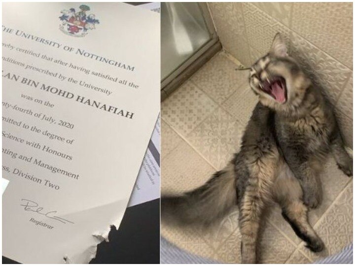 Malaysia: Cat eats students graduation certificate, post went viral शख्स के ग्रेजुएशन सर्टिफिकेट के साथ बिल्ली ने किया कुछ ऐसा कि वायरल हो गई तस्वीर