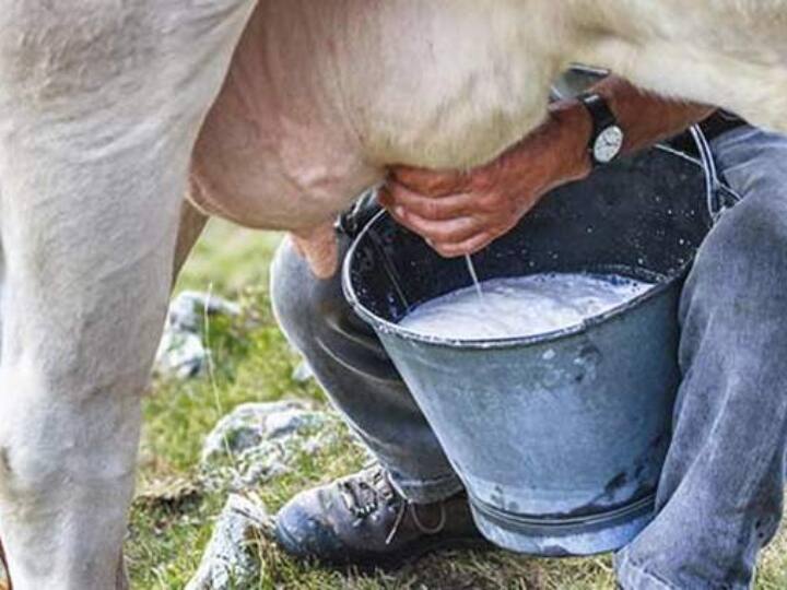 Cow found in Amethi as Kalyug ki Kamdhenu you will be shocked to know her capacity ANN यूपी: अमेठी में 'कलयुग की कामधेनु' के रूप में मिली गाय, दूध देने की कपैसिटी जानकर आप भी चौंक जाएंगे