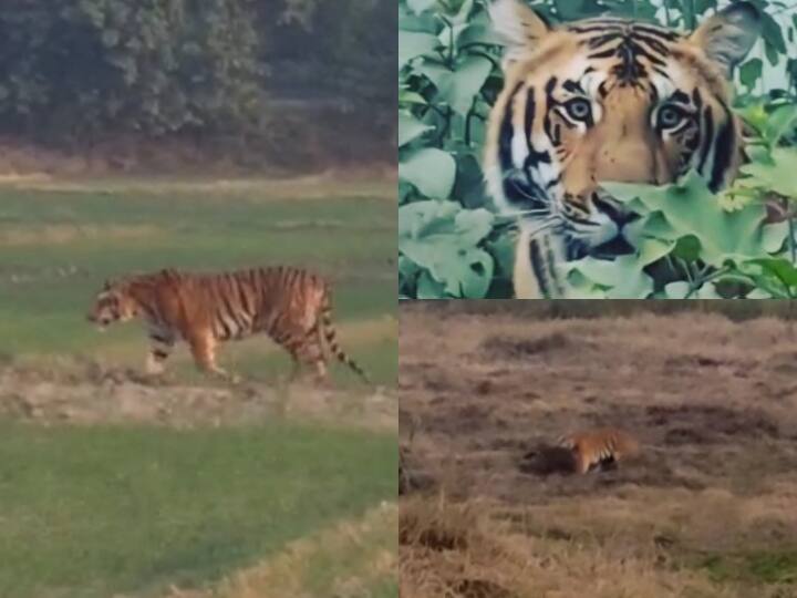 यूपी: पीलीभीत में खेतों में खुलेआम बाघ ने गाय के बछड़े को बनाया अपना शिकार, वन विभाग के अधिकारियों ने दी सफाई Tiger makes cow calf its victim in fields in Pilibhit Forest officials gave clarification ANN यूपी: पीलीभीत में खेतों में खुलेआम बाघ ने गाय के बछड़े को बनाया अपना शिकार, वन विभाग के अधिकारियों ने दी सफाई