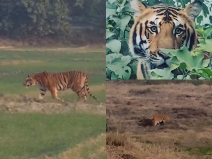Tiger makes cow calf its victim in fields in Pilibhit Forest officials gave clarification ANN यूपी: पीलीभीत में खेतों में खुलेआम बाघ ने गाय के बछड़े को बनाया अपना शिकार, वन विभाग के अधिकारियों ने दी सफाई