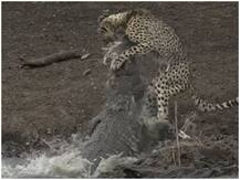 13 फुट लंबे मगरमच्छ ने बनाया चीते को अपने शिकार, सोशल मीडिया पर वायरल हुआ वीडियो