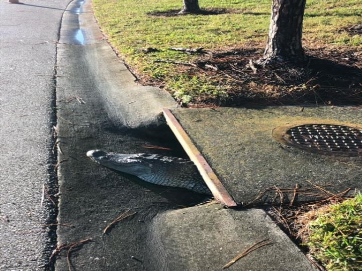 A 6-foot-tall gong came out of a sudden drain in Florida, people fled in fear Viral Photo: फ्लोरिडा में अचानक नाले से निकला 6 फुट लंबा घड़ियाल, डर कर भागे लोग