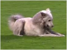 फुटबॉल मैच के बीच मैदान में घुस आया कुत्ता, फिर हुआ कुछ ऐसा कि आप भी कहेंगे- वाह