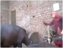 Viral Video: महिला के साथ एक भैंस ने किया जबरदस्त डांस, सोशल मीडिया पर वायरल हुआ वीडियो
