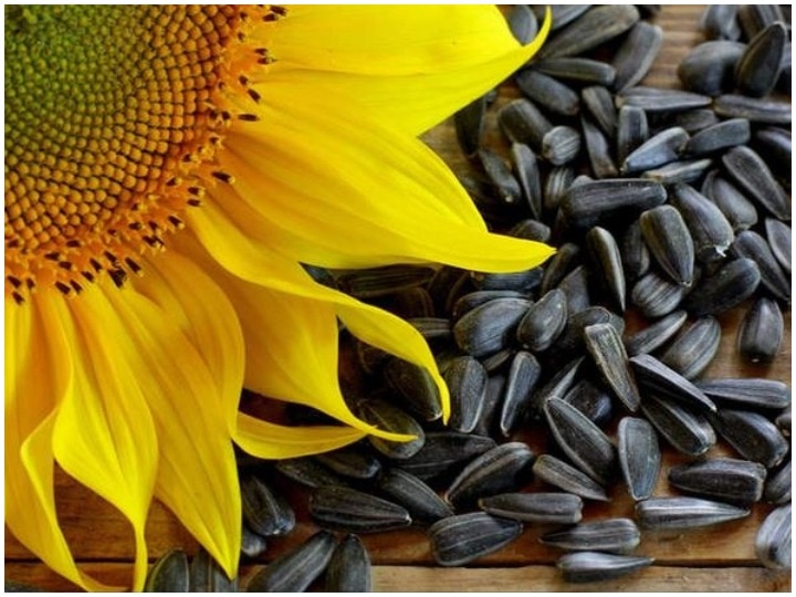 Health tips: Sunflower seeds can be used in winter for your health, add to your diet Health tips: सर्दी में सूरजमुखी के बीज खाने से मिलते हैं सेहत को ये फायदे, डाइट में करें शामिल