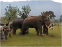 Viral Video: हाथी की पीठ पर लगी चोट तो इलाज में जुट गए दूसरे हाथी, IFS ऑफिसर ने कहा- 'काम पर फरिश्ते'