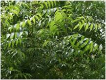 औषधीय फायदों में भरपूर नीम से भी हो सकते हैं ये नुकसान, जानिए पत्तियां क्या डालती हैं असर