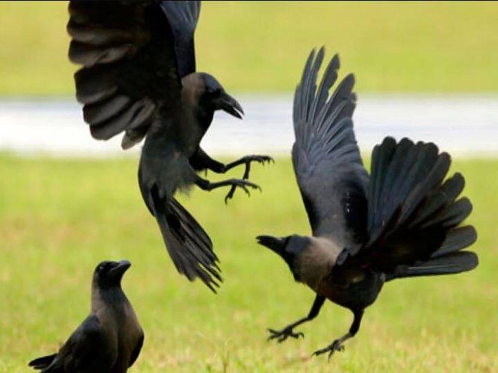 Bird Flu: कोरोना के बीच इन दो बड़े राज्यों में गहराया ‘बर्ड फ्लू’ का संकट, अलर्ट जारी Between the corona virus, the 'bird flu' crisis has deepened in two states of the country, the central government issued an alert Bird Flu: कोरोना के बीच इन दो बड़े राज्यों में गहराया ‘बर्ड फ्लू’ का संकट, अलर्ट जारी