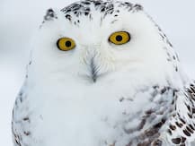 Viral Video: उल्लू ने ऐसे घुमाई गर्दन, हैरत में पड़े लोगों ने पूछा- ये कैसे हुआ?