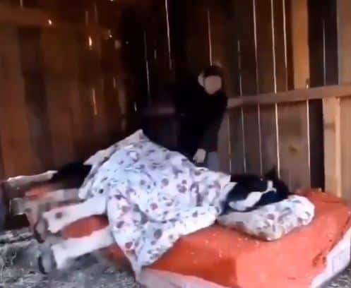 Video horse sleeping during winter in quilt goes viral on internet Video: ठंड में रजाई ओढ़कर सो गया घोड़ा, सोशल मीडिया पर वीडियो वायरल, यूजर बोले- आज भाई रजाई में चिल मारेगा