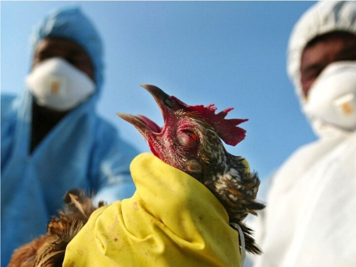 Bird flu confirmed in dead migratory birds in Himachal Pradesh, cases have come from four states देश पर मंडराया 'बर्ड फ्लू' का खतरा, हिमाचल में हुई 1800 प्रवासी पक्षियों की मौत, एमपी-गुजरात में भी हालात बुरे