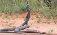 मादा सांप के लिए दो विशाल विषैले सांपों में हुई लड़ाई, देखें वीडियो