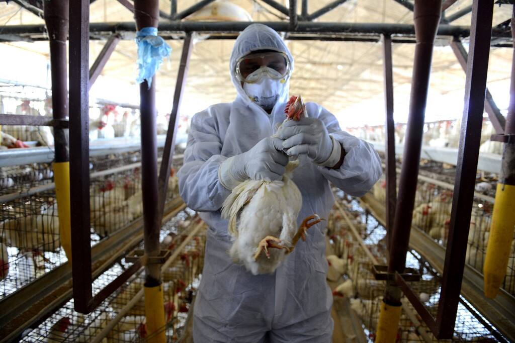Bird Flu: क्या होता है बर्ड फ्लू और कितना है खतरनाक? हिमाचल, एमपी, केरल सहित इन 5 राज्यों में संक्रमण फैला Bird flu: What is Bird flu and how it is deadly, in which states it has spread so far? Bird Flu: क्या होता है बर्ड फ्लू और कितना है खतरनाक? हिमाचल, एमपी, केरल सहित इन 5 राज्यों में संक्रमण फैला
