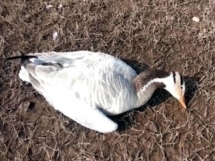 हिमाचल प्रदेश में बर्ड फ्लू की दस्तक के बाद उत्तराखंड में अलर्ट, जलाशयों पर रखी जा रही है विशेष नजर Alert in Uttarakhand after bird flu in Himachal Pradesh ann हिमाचल प्रदेश में बर्ड फ्लू की दस्तक के बाद उत्तराखंड में अलर्ट, जलाशयों पर रखी जा रही है विशेष नजर