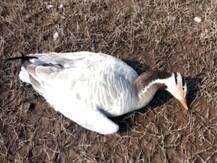 हिमाचल प्रदेश में बर्ड फ्लू की दस्तक के बाद उत्तराखंड में अलर्ट, जलाशयों पर रखी जा रही है विशेष नजर