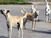 गुरूर में चढ़ा दी बेजुबान पर गाड़ी, पूर्व SI पर हुई एफआईआर