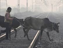 सरकार गायों को लेकर इस तारीख को लेगी परीक्षा, टॉप करने पर मिलेगा अवॉर्ड | हर एक जानकारी पढ़ें यहां