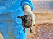 इंसानों के लिए कितना खतरनाक है बर्ड फ्लू का मौजूदा स्ट्रेन? 600 से अधिक कौवों की मौत के बाद छह राज्यों में है अलर्ट