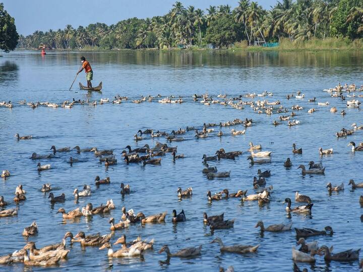 केरल में अलप्पुझा और कोट्टायम में प्रभावित क्षेत्रों के एक किलोमीटर के दायरे में पक्षियों को मारने का अभियान शुरू किया गया. दोनों जिलों से भोपाल की प्रयोगशाला में भेजे गए नमूनों में बर्ड फ्लू की पुष्टि होने के एक दिन बाद यह अभियान शुरू किया गया है. अलप्पुझा जिला प्रशासन ने कहा कि कुट्टनाड क्षेत्र की चार पंचायतों नेदुमुदी, तकाजी, पल्लिप्पद और करुवत्ता में अभियान शुरू किया गया, जिसके बुधवार शाम तक पूरा होने की संभावना है. इन्हीं इलाकों में बर्ड फ्लू के मामले सामने आए हैं. एक अधिकारी ने कहा कि अकेले करुवत्ता पंचायत क्षेत्र में ही करीब 12,000 पक्षियों को मारा जाएगा.