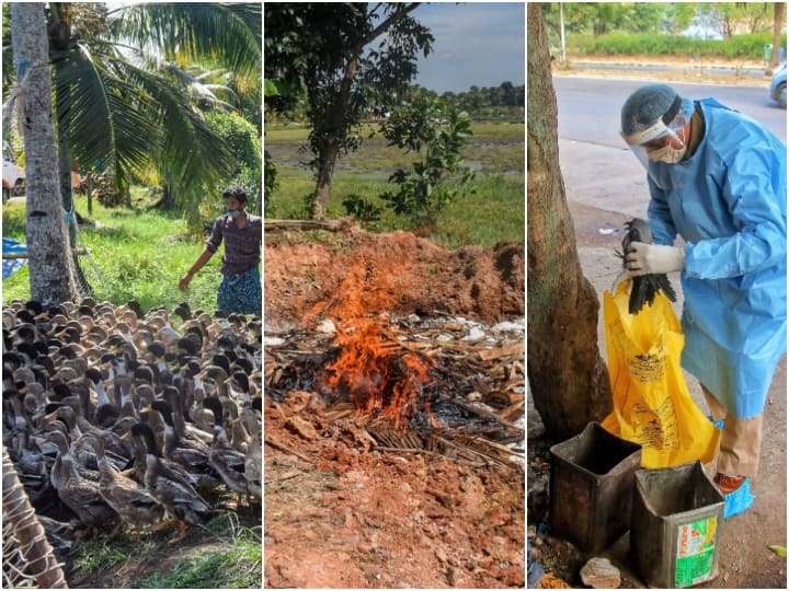 Bird Flu killing of chickens and ducks started in Kerala alert in six ...