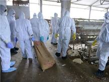 देश के चार राज्यों में बर्ड फ्लू संक्रमण की पुष्टि, 7 राज्यों में पक्षियों की मौत से हड़कंप-केरल में आपदा घोषित