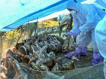 Bird Flu: क्या चिकन और अंडा खाने में कोई खतरा है, जानें सरकार के मंत्री ने क्या जवाब दिया है?