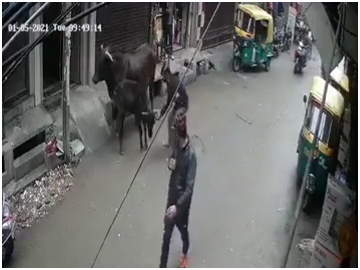 Delhi: man crosses limits of cruelty with cow's calf, arrested under Cruelty Against Animals Act ANN दिल्ली: गाय के बछड़े के साथ शख्स ने पार की क्रूरता की हदें, क्रुएलिटी अगेंस्ट एनिमल एक्ट के तहत हुआ गिरफ्तार