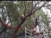 बिहार : देहरादून से महाबोधि वृक्ष की स्वास्थ्य जांच को पहुंची टीम, अब वृक्ष को दिया जाएगा 'सपोर्ट'