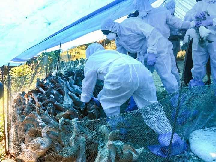 The risk of bird flu is hovering over India, know the symptoms and prevention Bird flu: भारत पर मंडरा रहा बर्ड फ्लू का खतरा, जानें लक्षण और बचाव