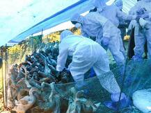 Bird flu: भारत पर मंडरा रहा बर्ड फ्लू का खतरा, जानें लक्षण और बचाव