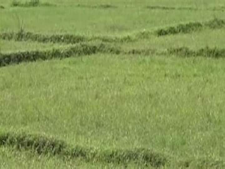 बिहार: अब एक क्लिक में मिलेगा हर गांव के जमीन मालिकों का नाम और रकबा Bihar Property Survey details one click option to get details land owners ann बिहार: अब एक क्लिक में मिलेगा हर गांव के जमीन मालिकों का नाम और रकबा