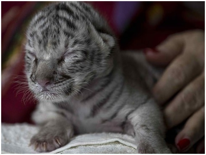 Rare White Tiger Nieve born in Nicaragua Zoo, जू में पैदा हुई सफेद रंग की मादा बाघ को मां ने छोड़ा, जानिए अब कैसे हो रही है उसकी देखभाल