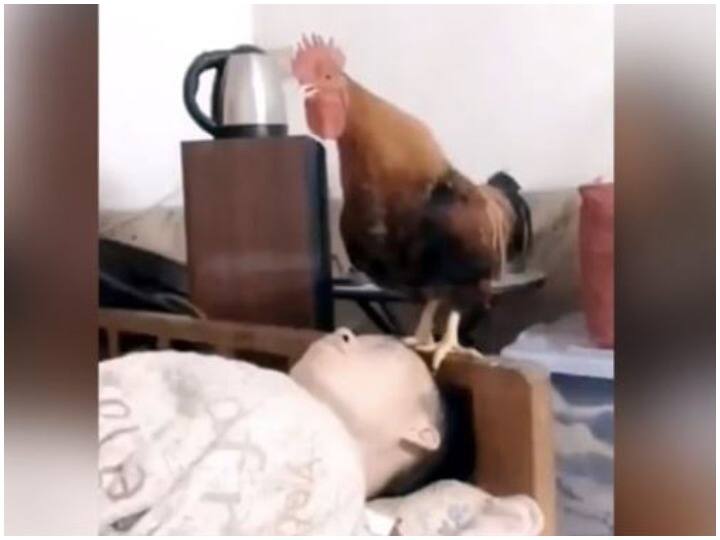 Viral Video man was sleeping in a quilt cold hen did something see funny Viral Video: ठंड में रजाई में सो रहा था शख्स, मुर्गे ने बिस्तर पर किया कुछ ऐसा , हंस-हंस कर हो जाएंगे लोटपोट