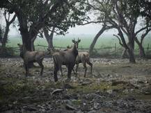 नीलगायों से परेशान किसानों ने कई फसलों की छोड़ी खेती, प्रशासन पर अनदेखी का लगाया आरोप